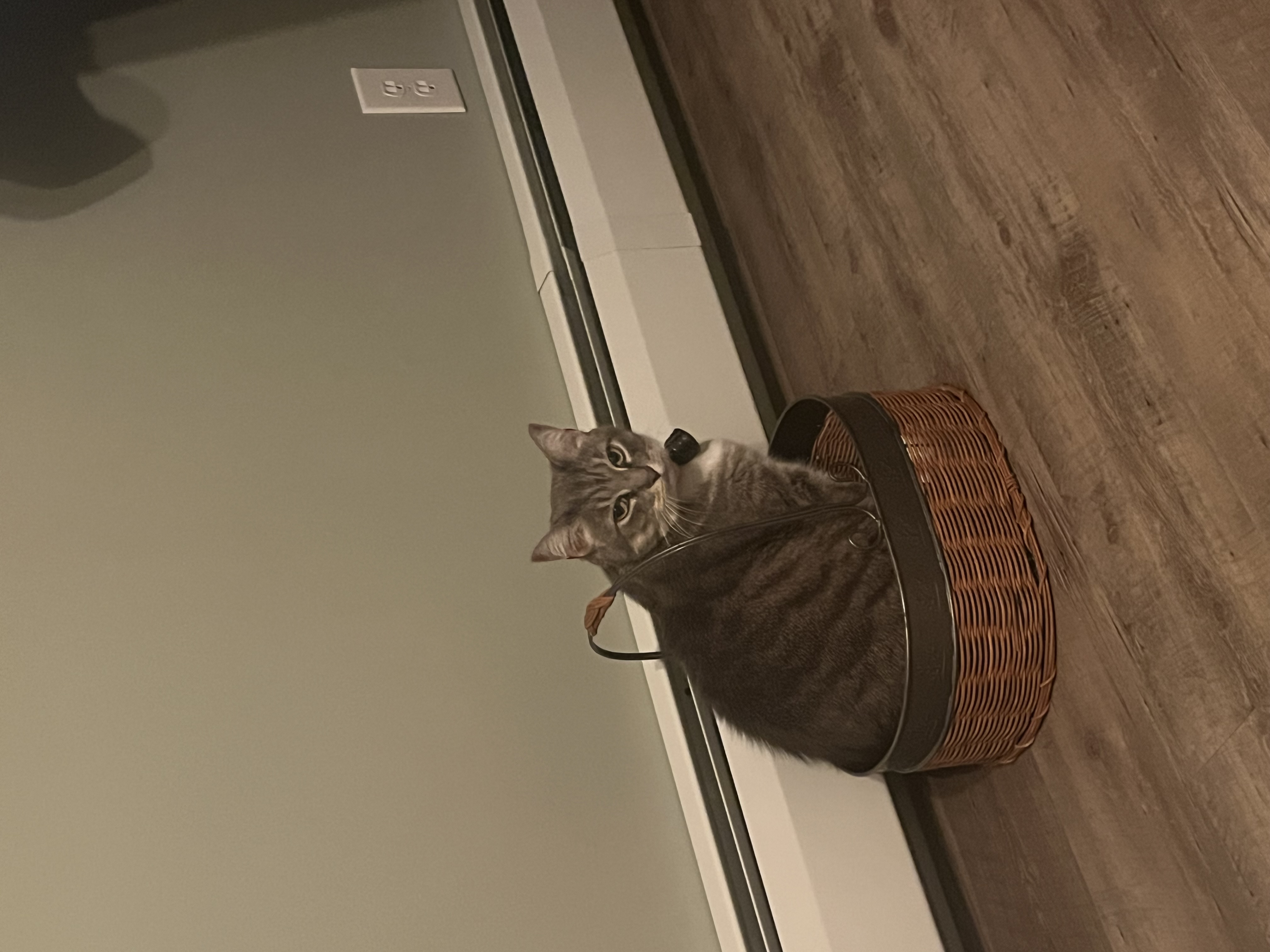 Bella